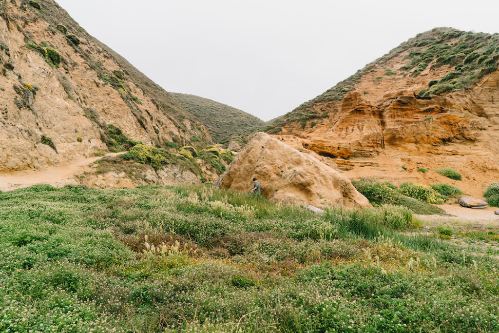 Chef Kevin O'Connor foraging in California