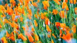 California Poppies