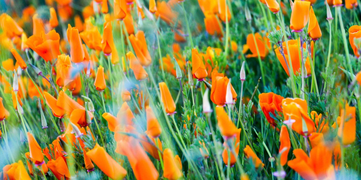 California Poppies