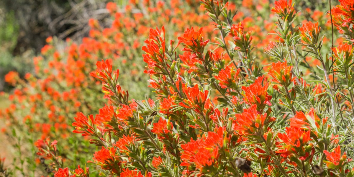 Indian Paintbrush