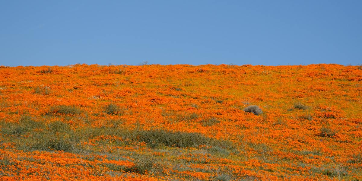 Antelope Valley Poppies