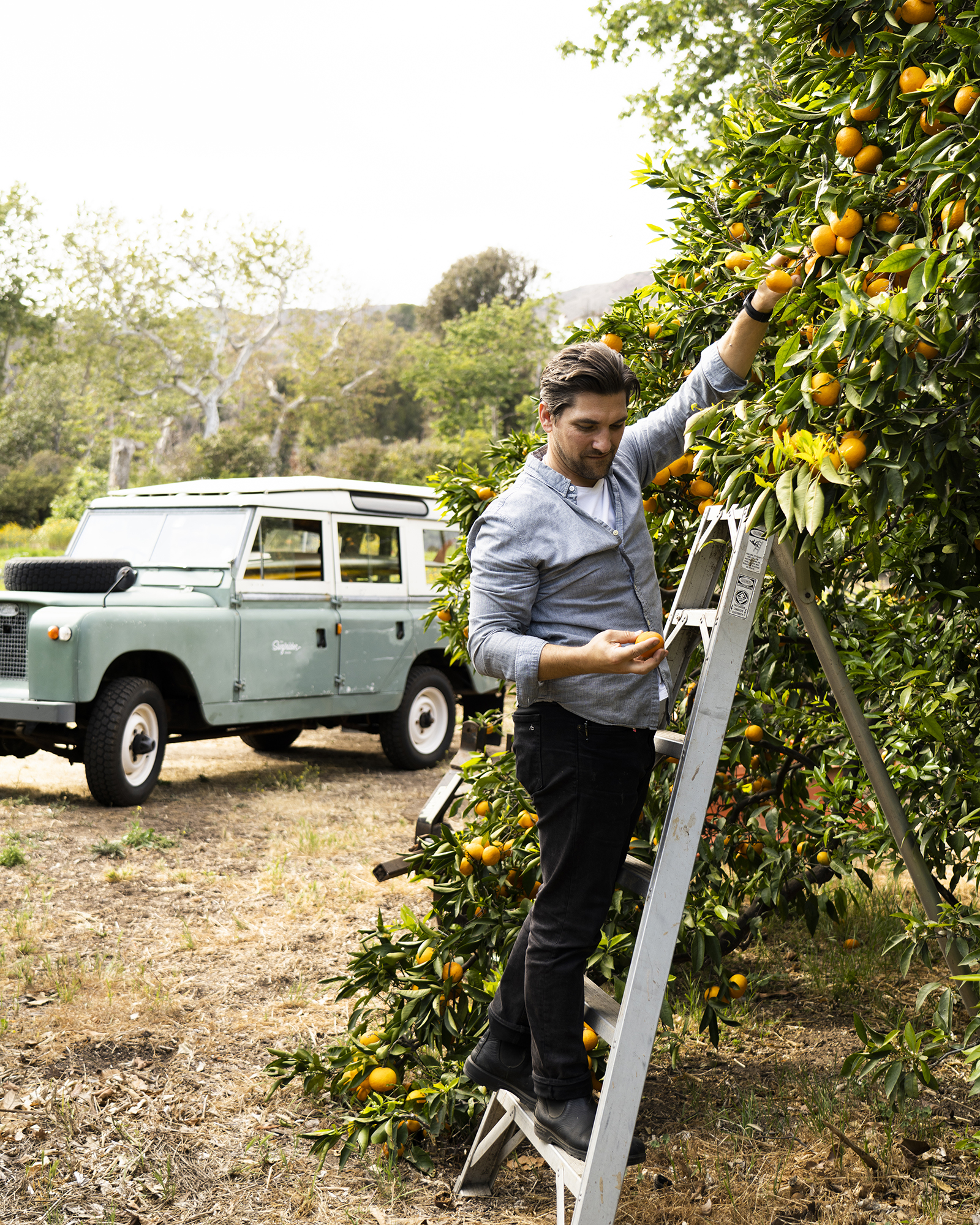 Surfrider Hotel Harvesting Oranges