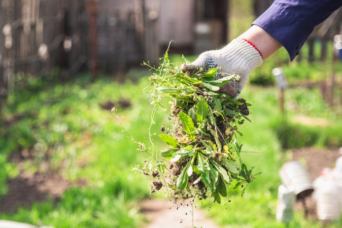 Handful of Weeds