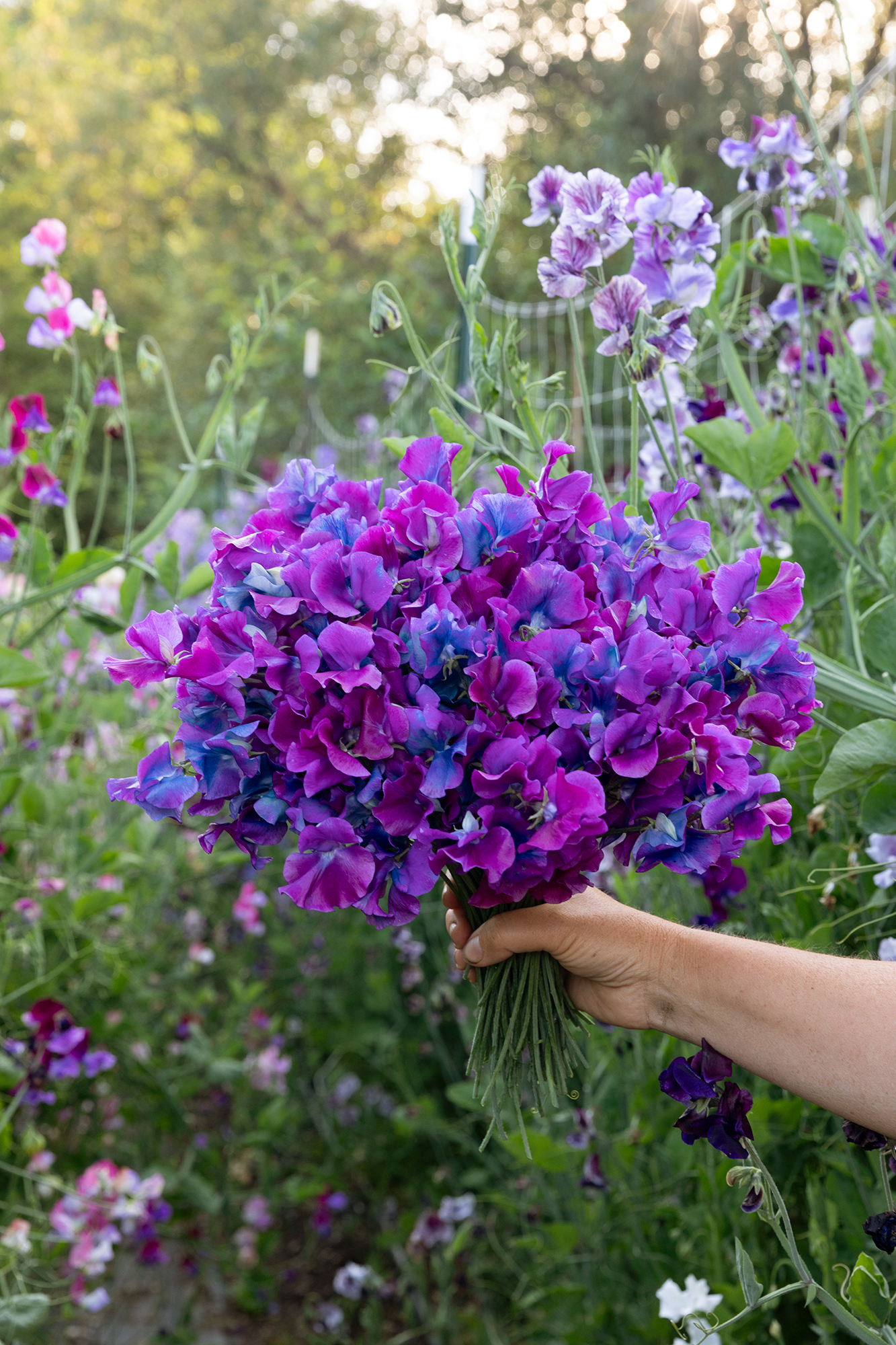 Sweet Pea School Blue Shift Sweet Peas