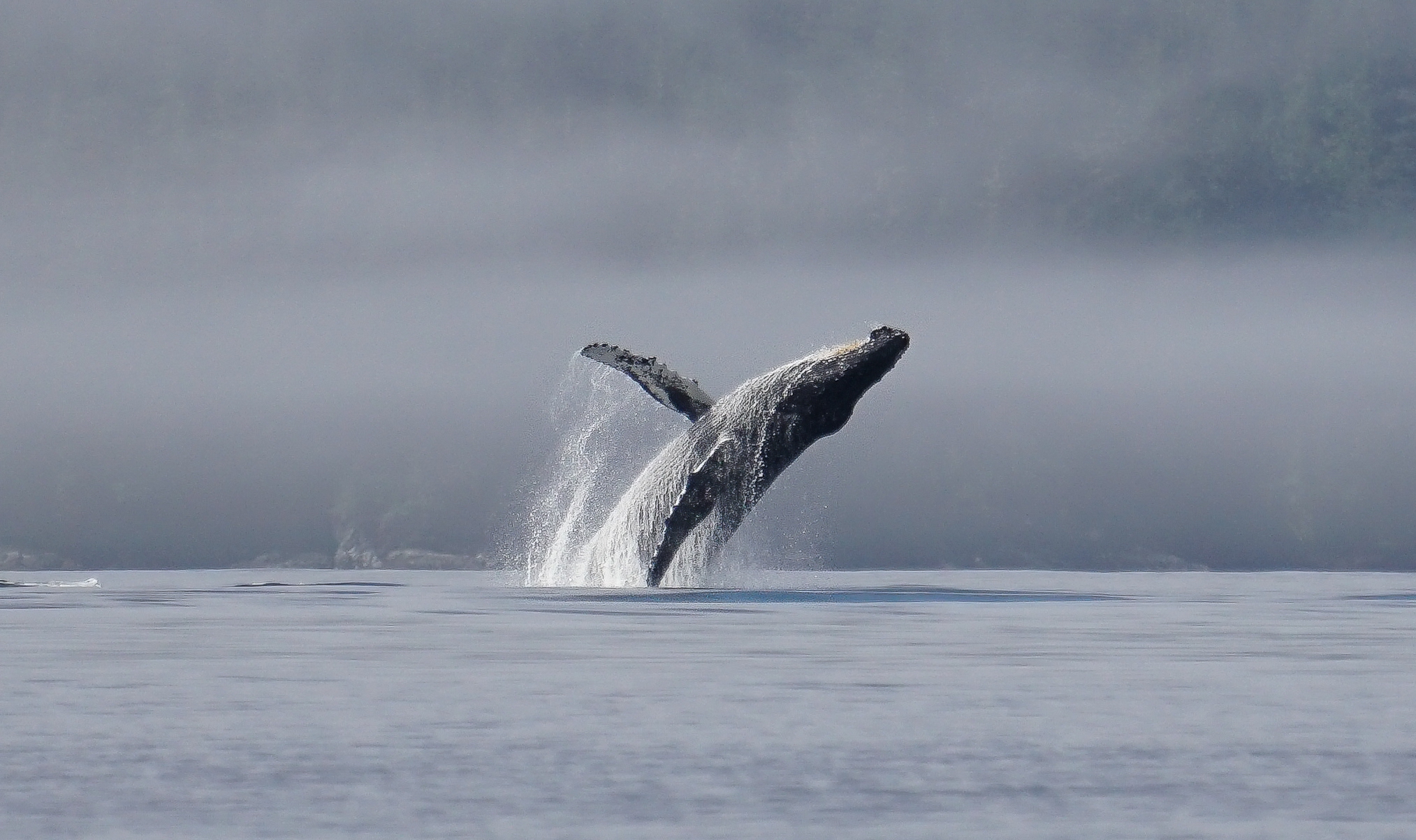 humpback-whale