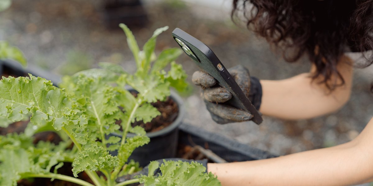 Taking Photo of Garden