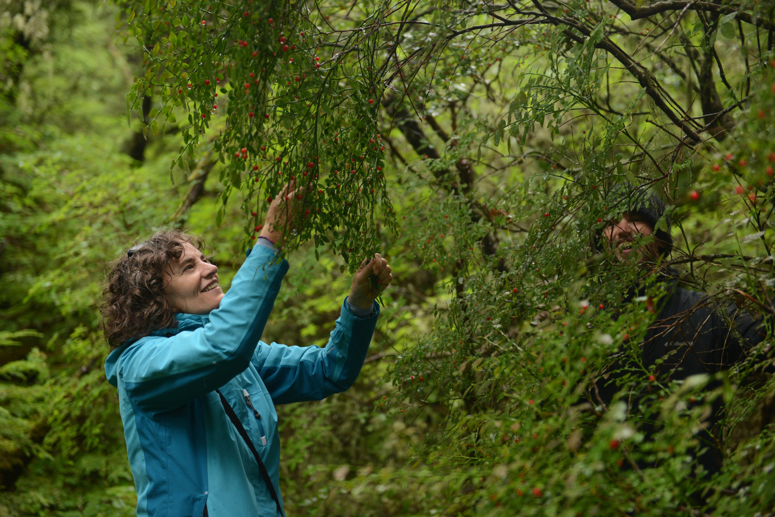 Foraging for Alaskan Huckleberries