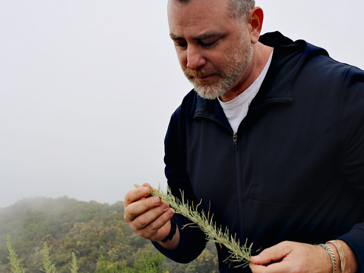 Steven Schwartz Foraging