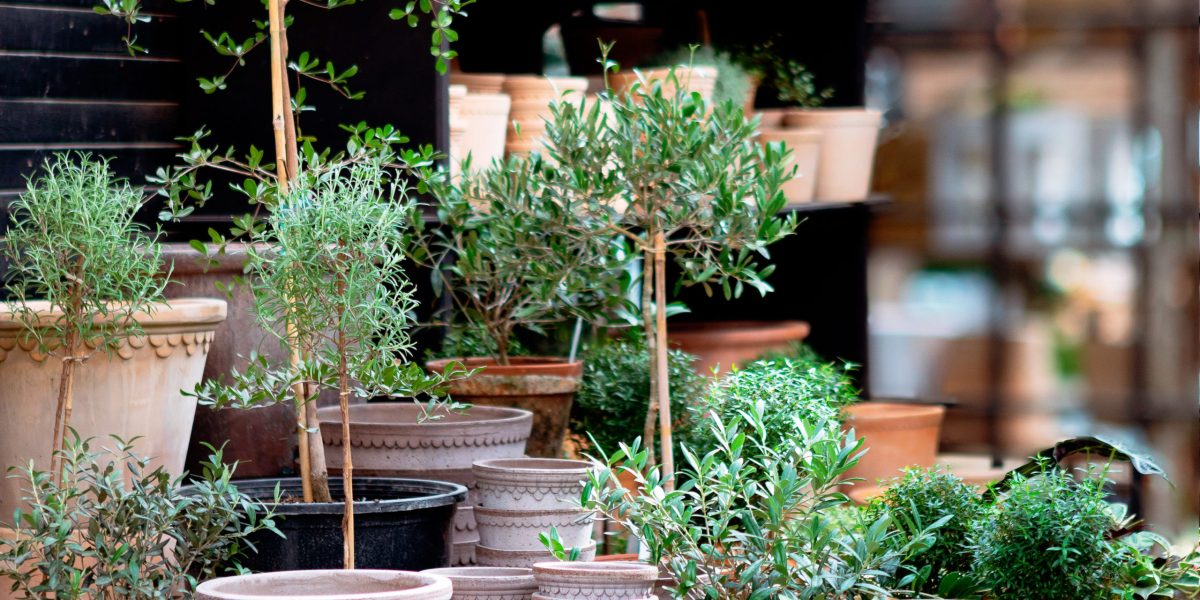 Plants in Terra Cotta Pots