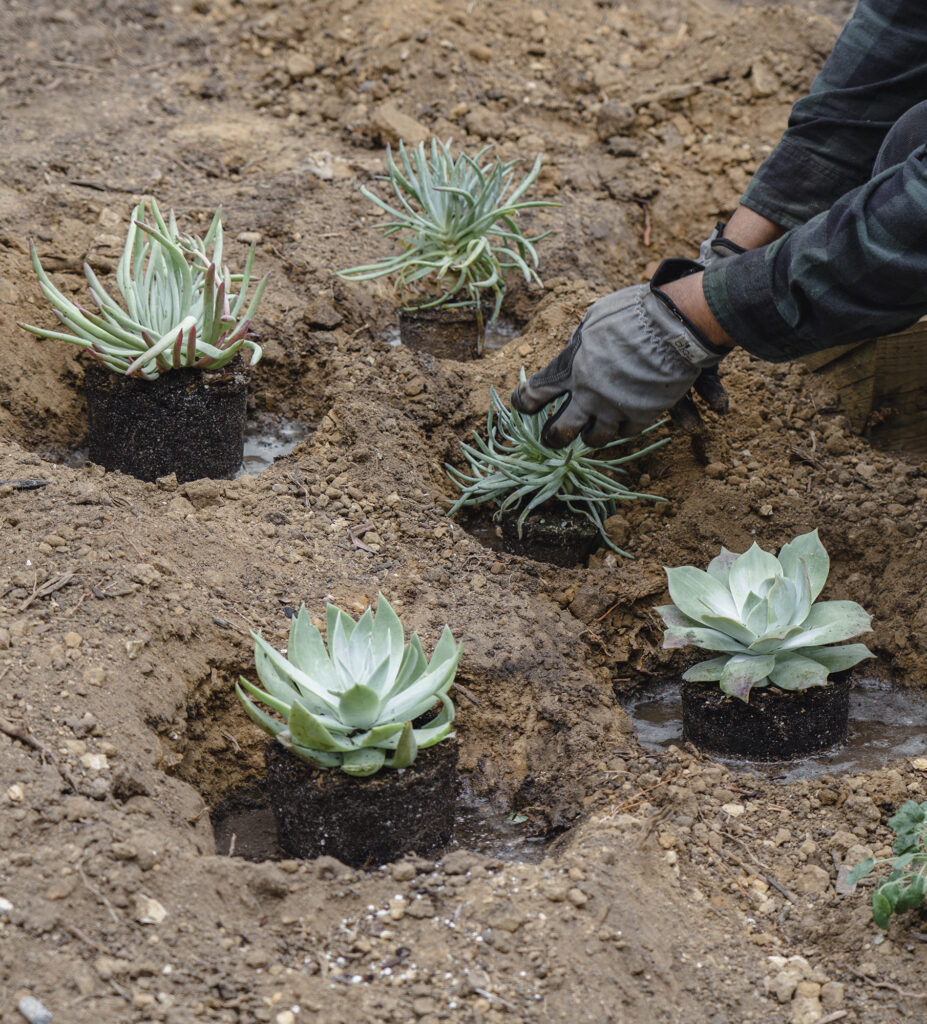 Terremoto Hugh Garvey Yard Planting