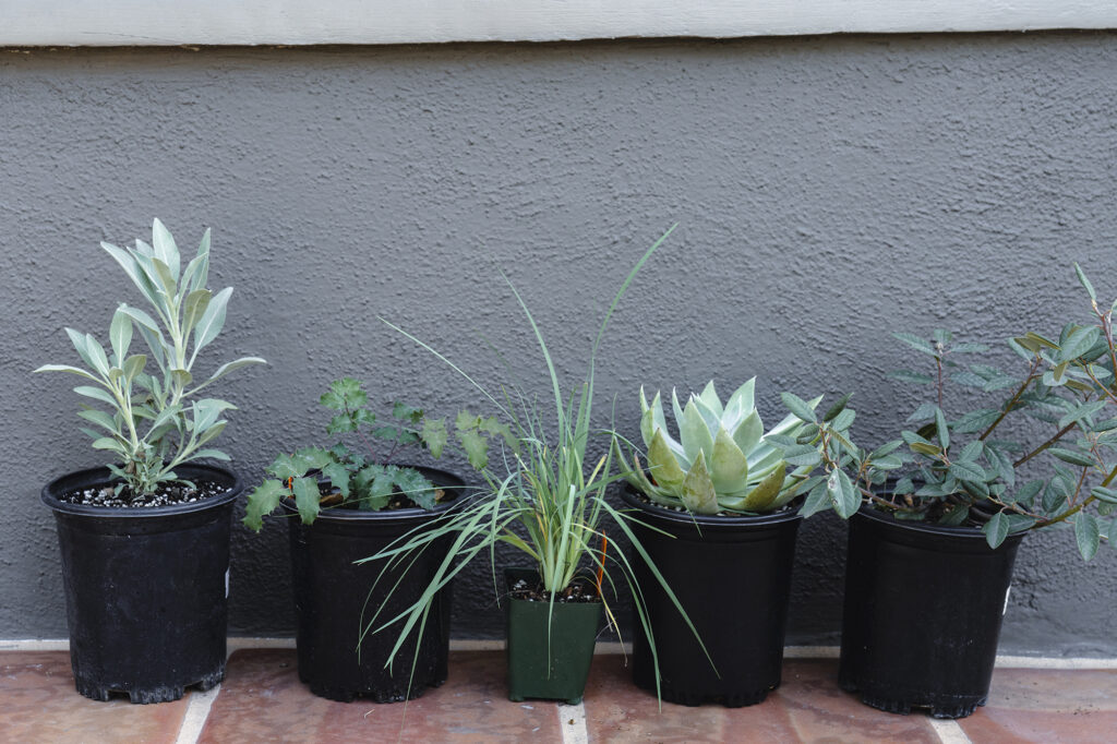 Terremoto Hugh Garvey Yard Native Plants