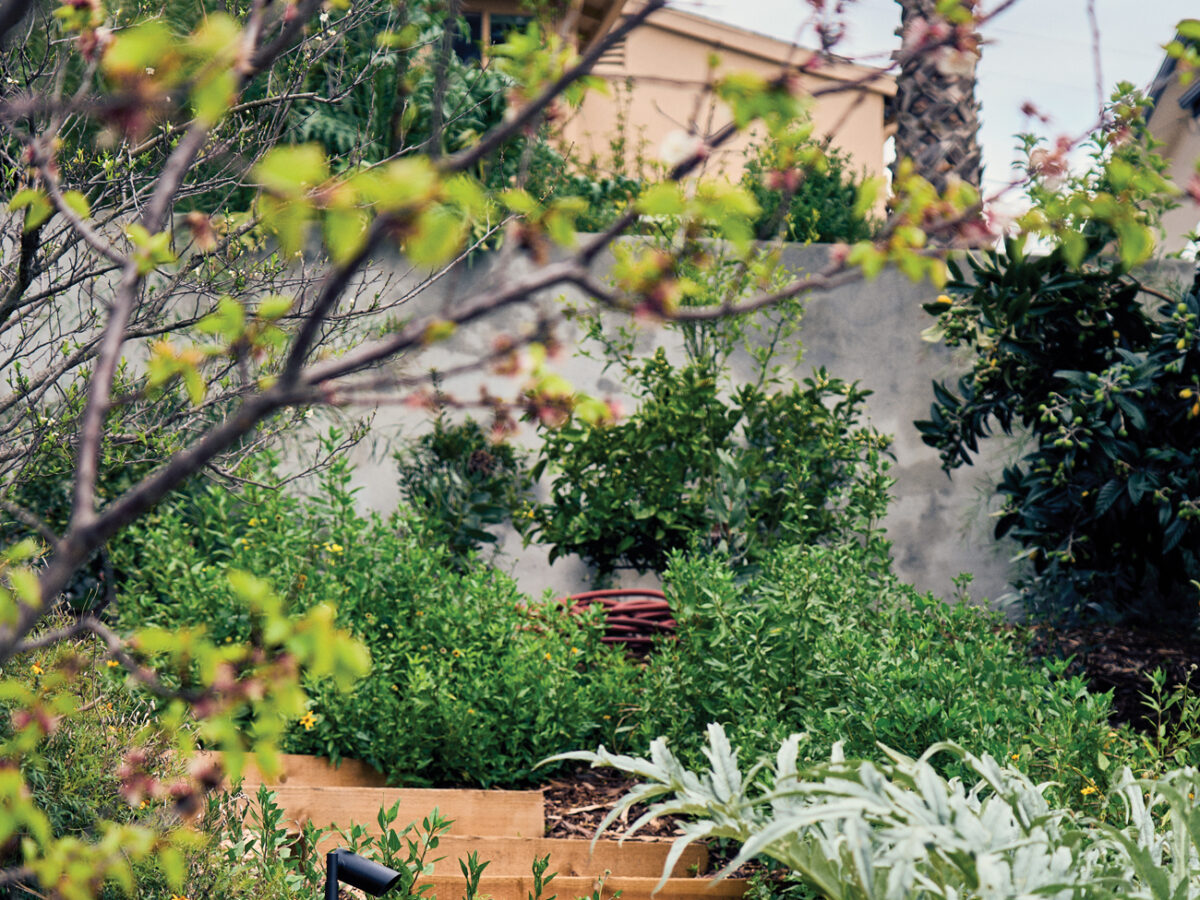 Edible-Plant Landscaping