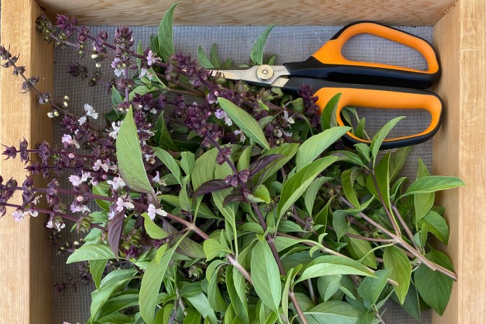 Thai Basil from Plant Good Seed Co