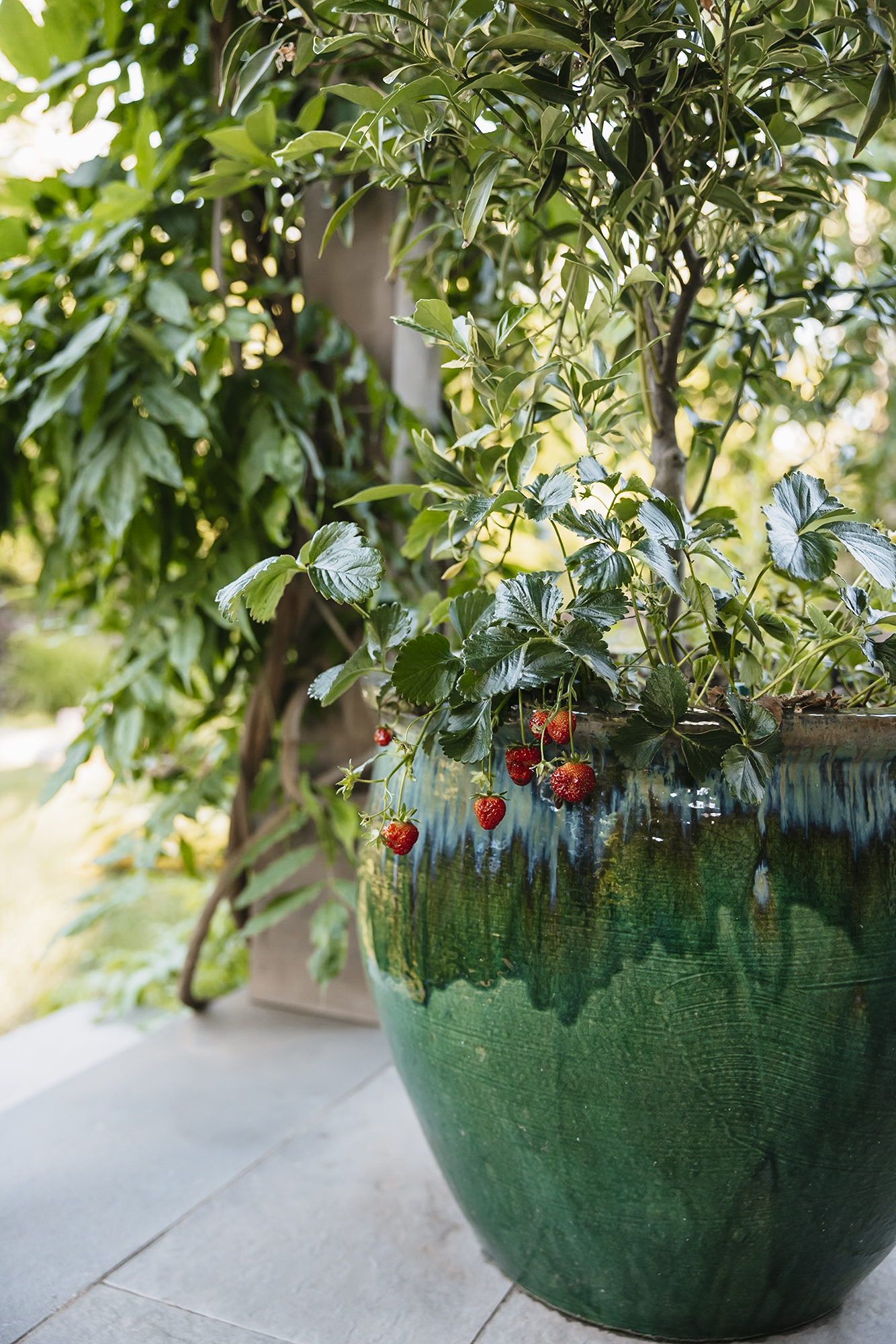 The Food Forward Garden Potted Plant Christiand Douglas Design