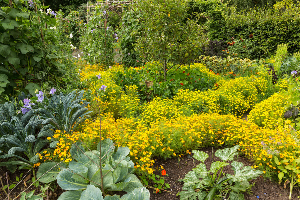 Potager Vegetable and Flower Garden in England