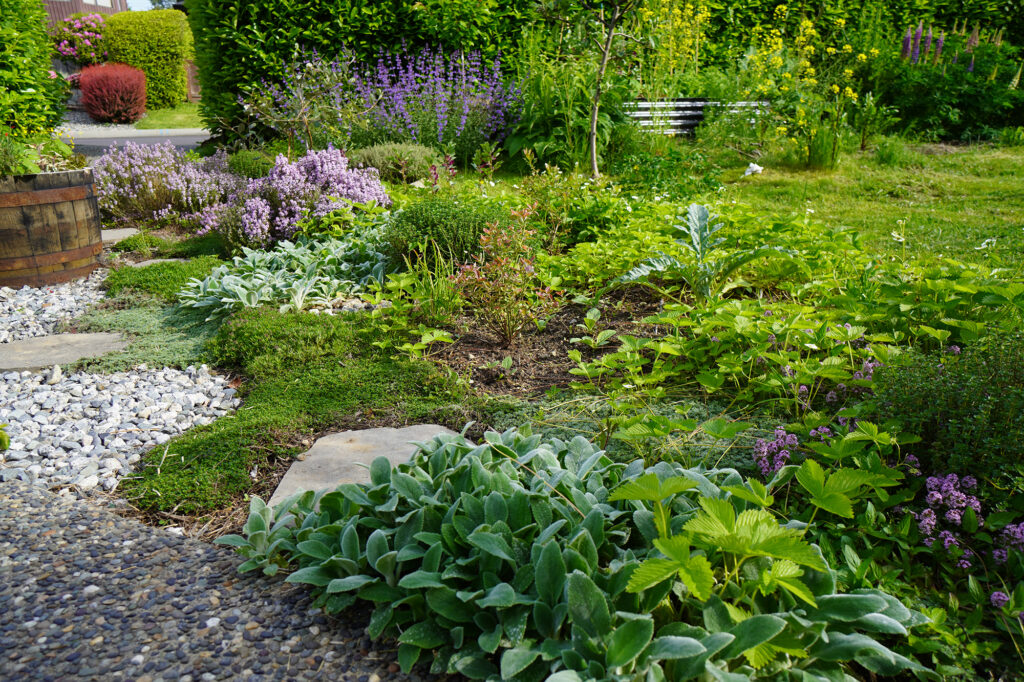 Layered Edible Garden Mix Plants