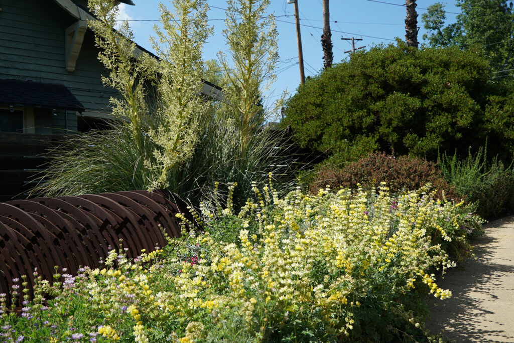 Theodore Payne Garden Site