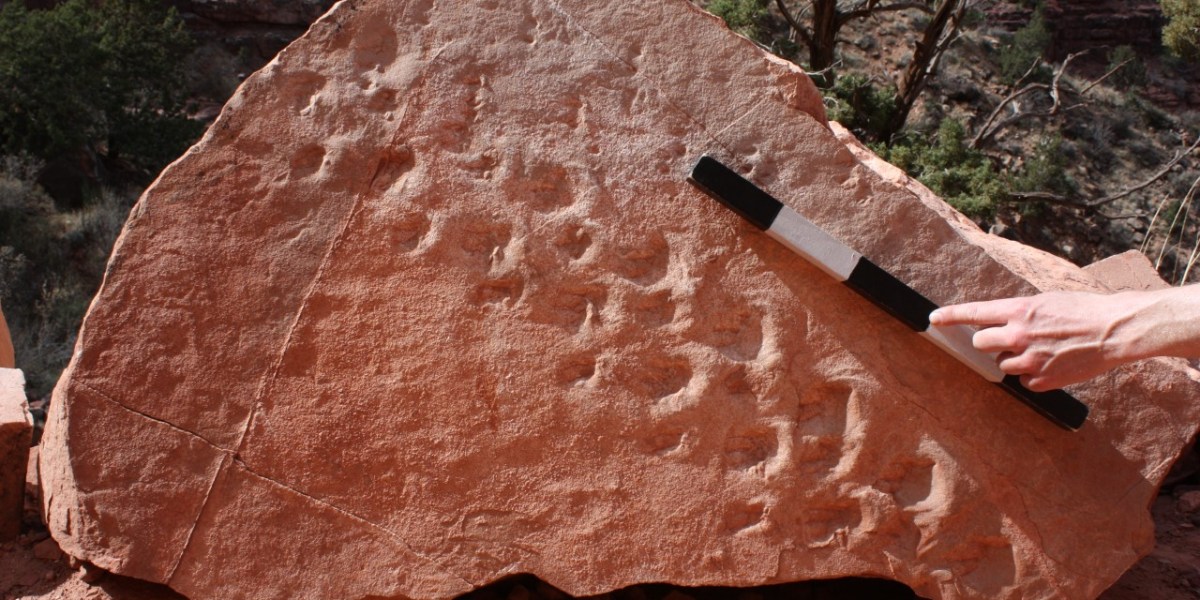 Fossil Rock with Footprints and Measuring Stick