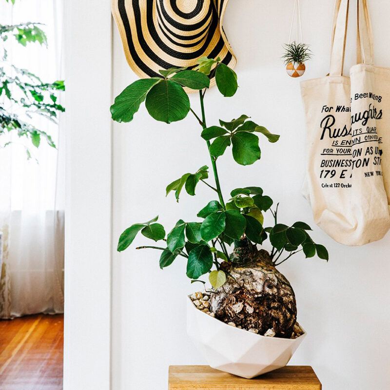 Single Plant in a Geodesic Planter