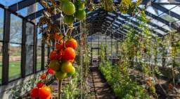 Greenhouse Tomatoes on a Trellis