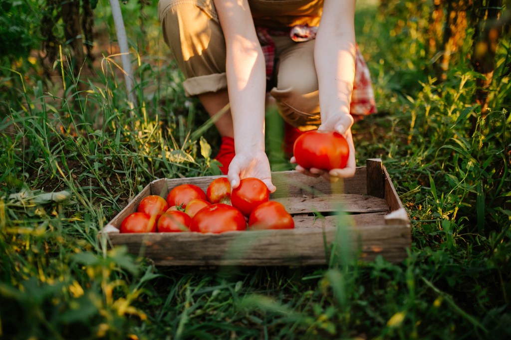 The Ultimate Guide to Growing Tomatoes