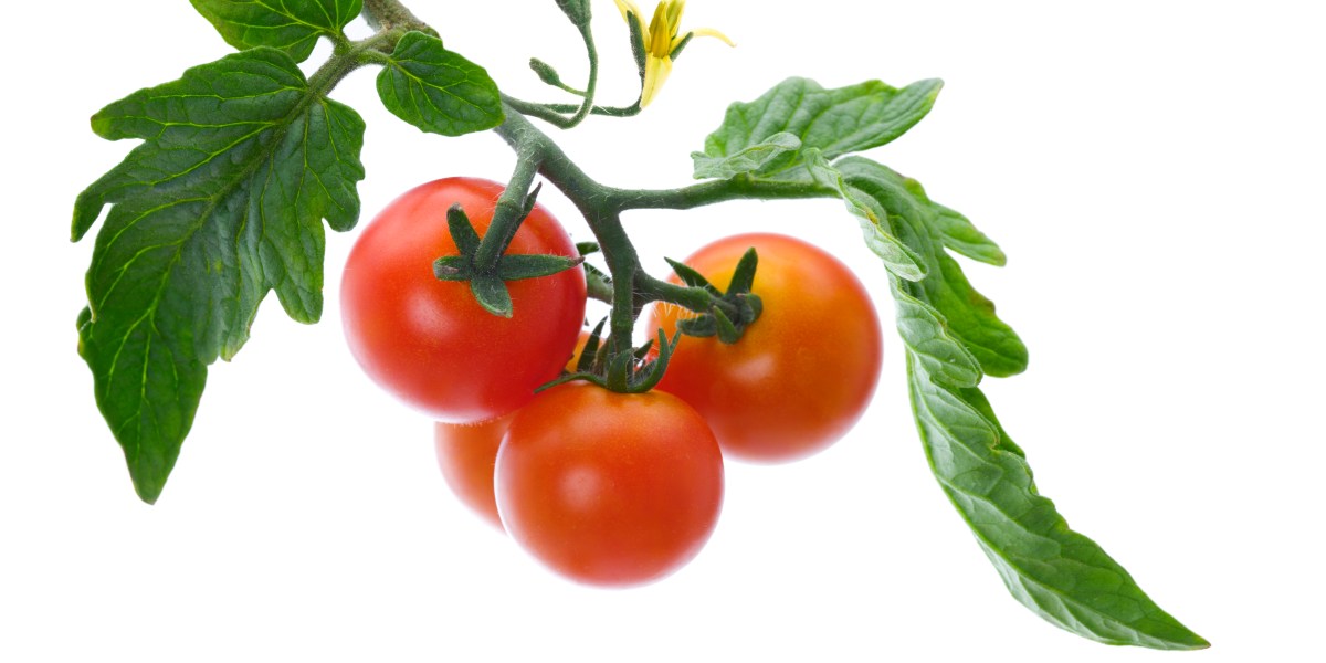 Obsessed with Summer? We Are, Too—and These Tomato-Scented Candles Bring It Home