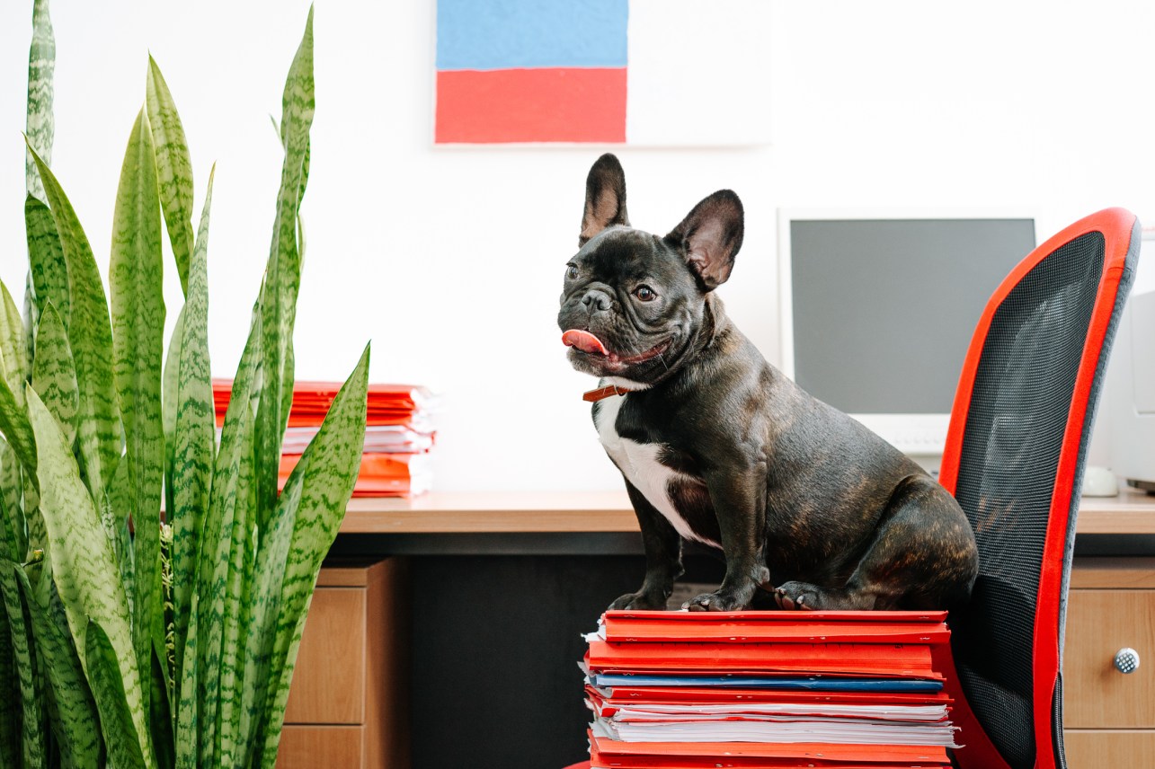 Stop! These Plants Could Poison Your Pet