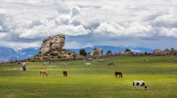 Brush Creek Ranch Horses Grazing