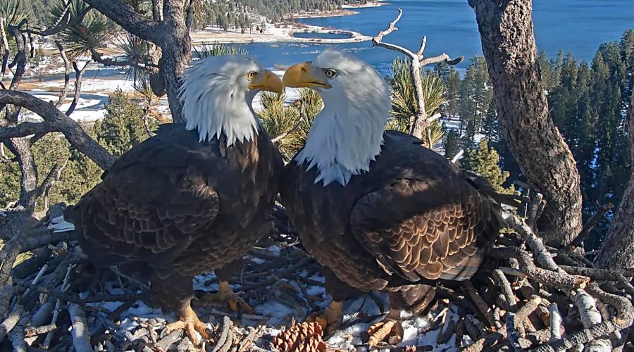 Big Bear's Famous Eagles Have Finally Hatched Eggs. Here's How to Watch.