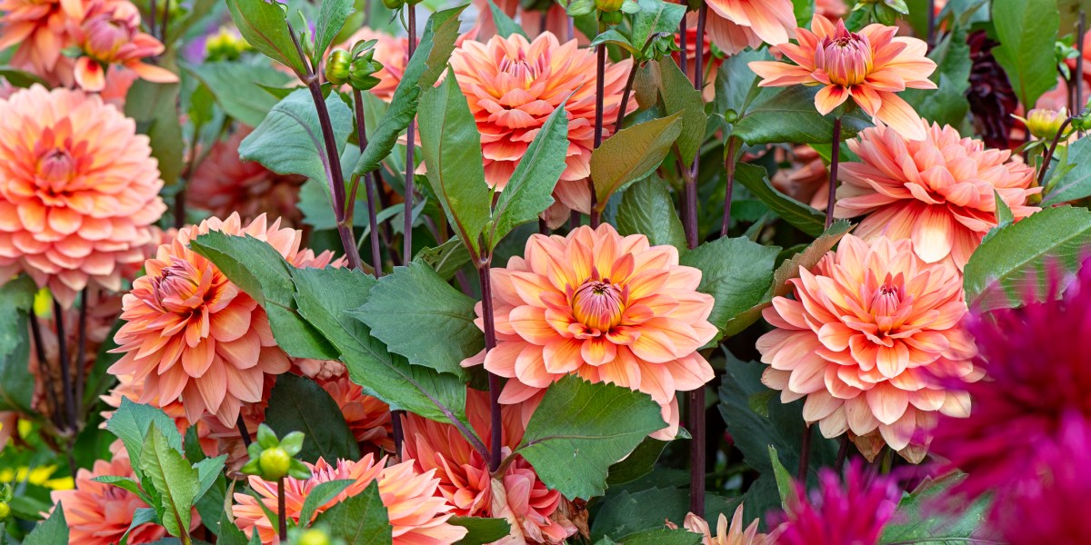 This Place Is the Absolute Best Spot for Dahlia-Peeping