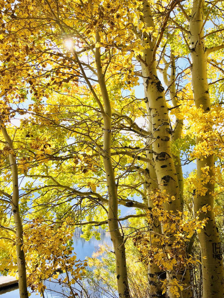 Leaves changing color in California