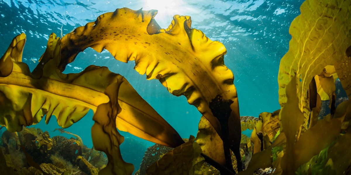 These Skincare Products Are Powered by the Sea and Will Heal Your Tired Skin