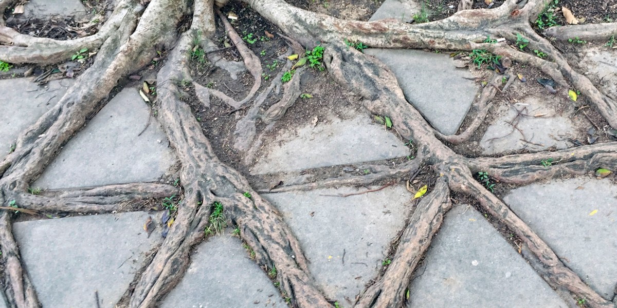 plant trees in square holes