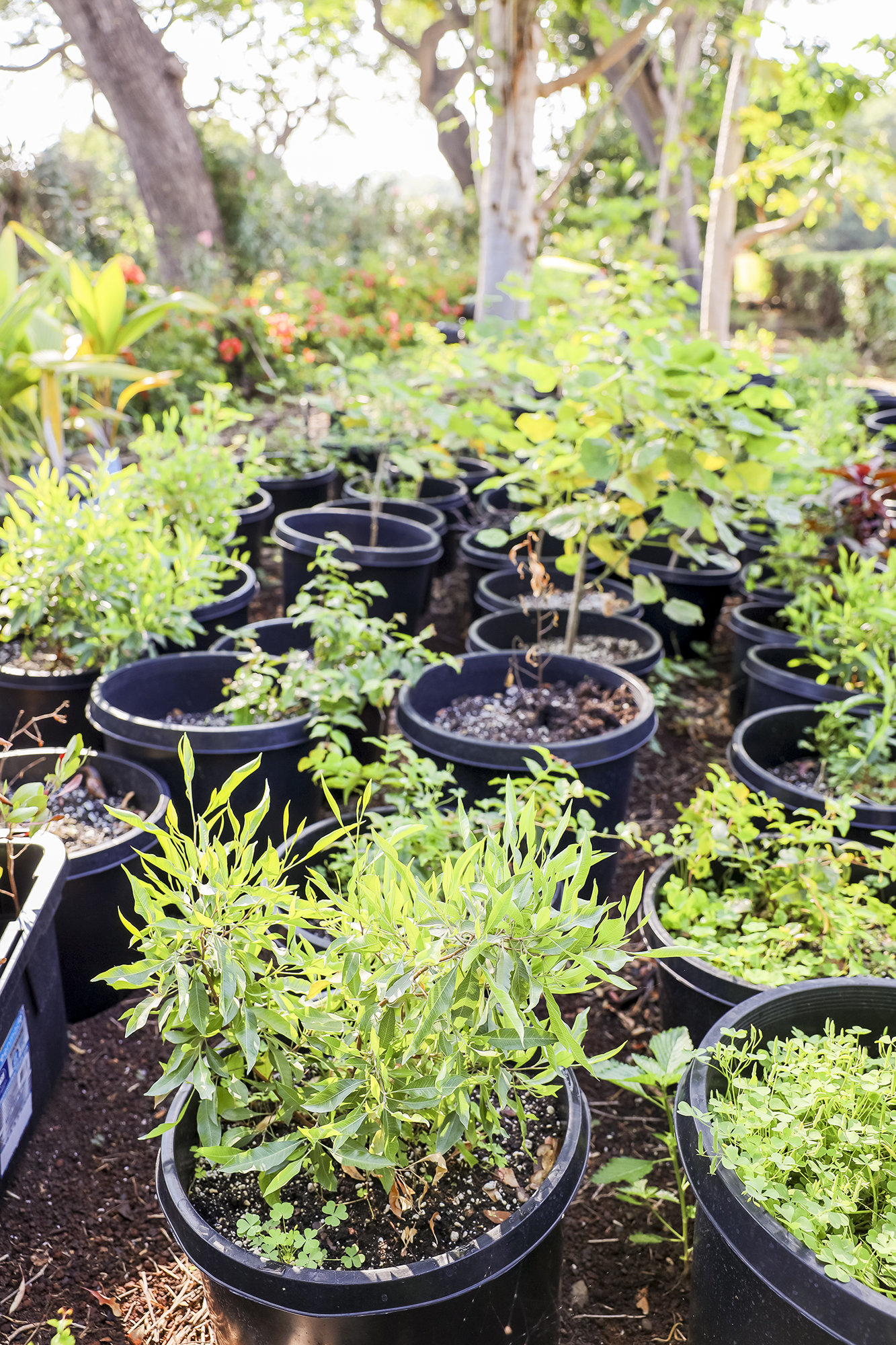 Treecovery x Fairmont Kea Lani