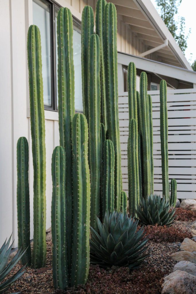 San Pedro cactus, blue glow agave, and sedum