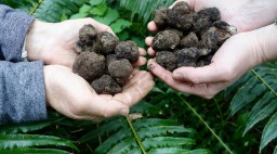 Truffle Dog Co Truffles in Hands