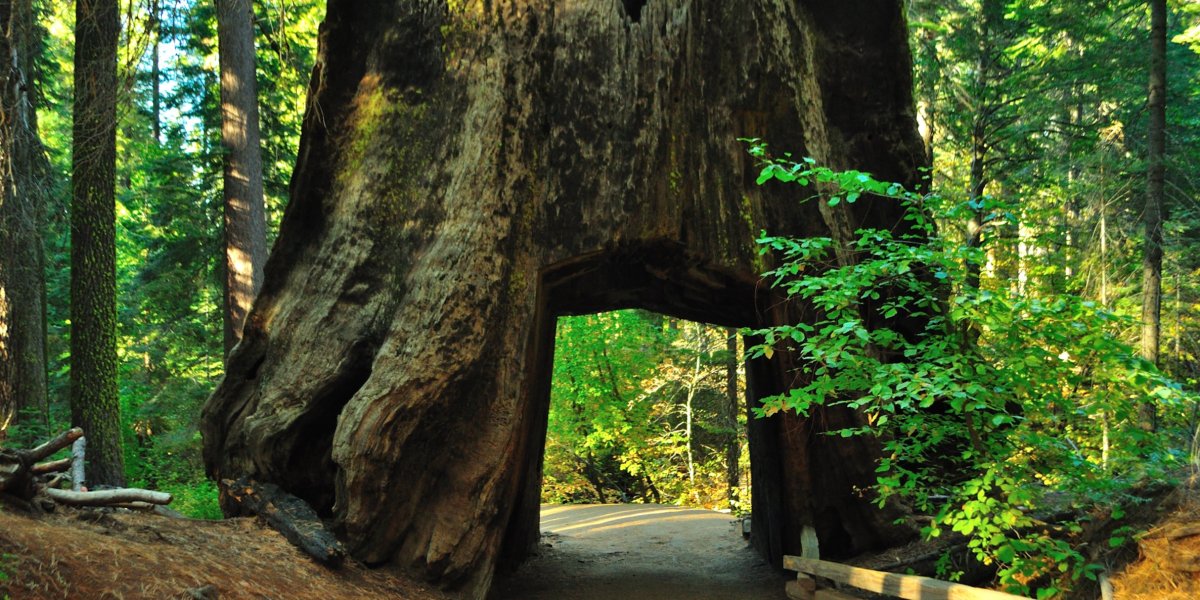 old trees tuolumne sequoia