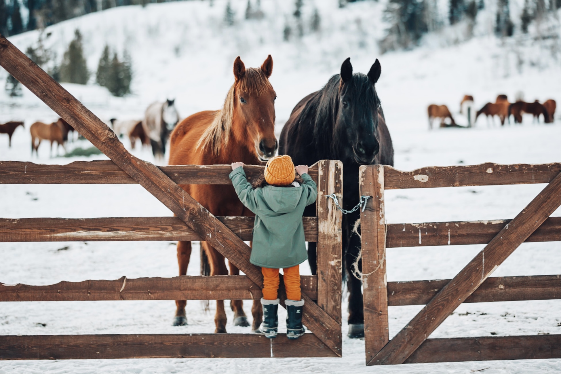 saying-hello-to-a-couple-ponies-in-the-pasture-at-vista-verde-ranch