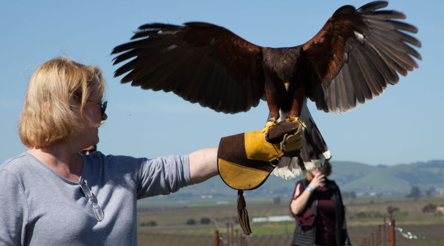 carneros-vineyard-falconry-experience