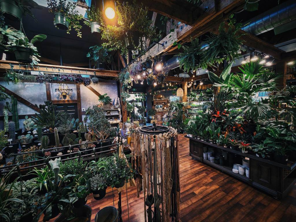 5 Unlikely Houseplants Western Nurseries Are Obsessed With Right Now