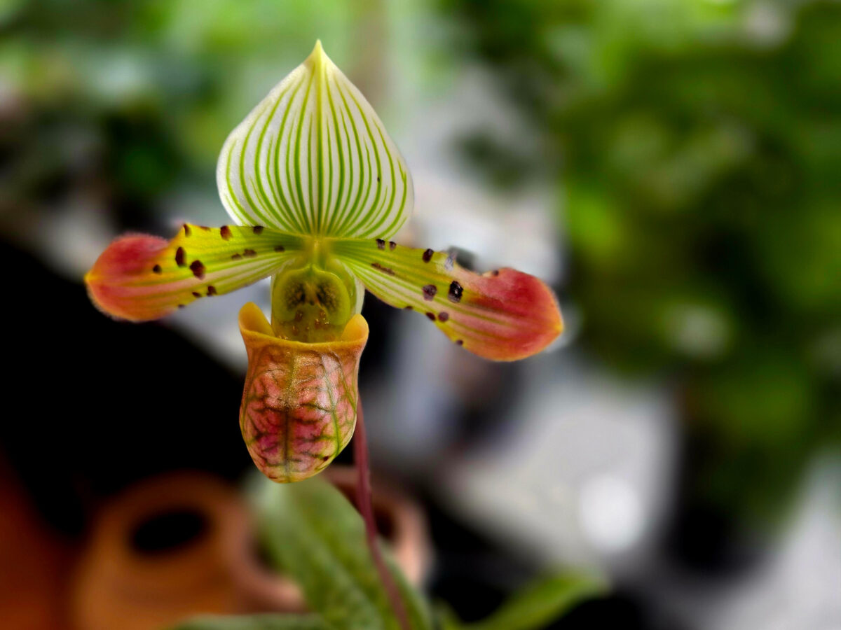 Slipper Orchid