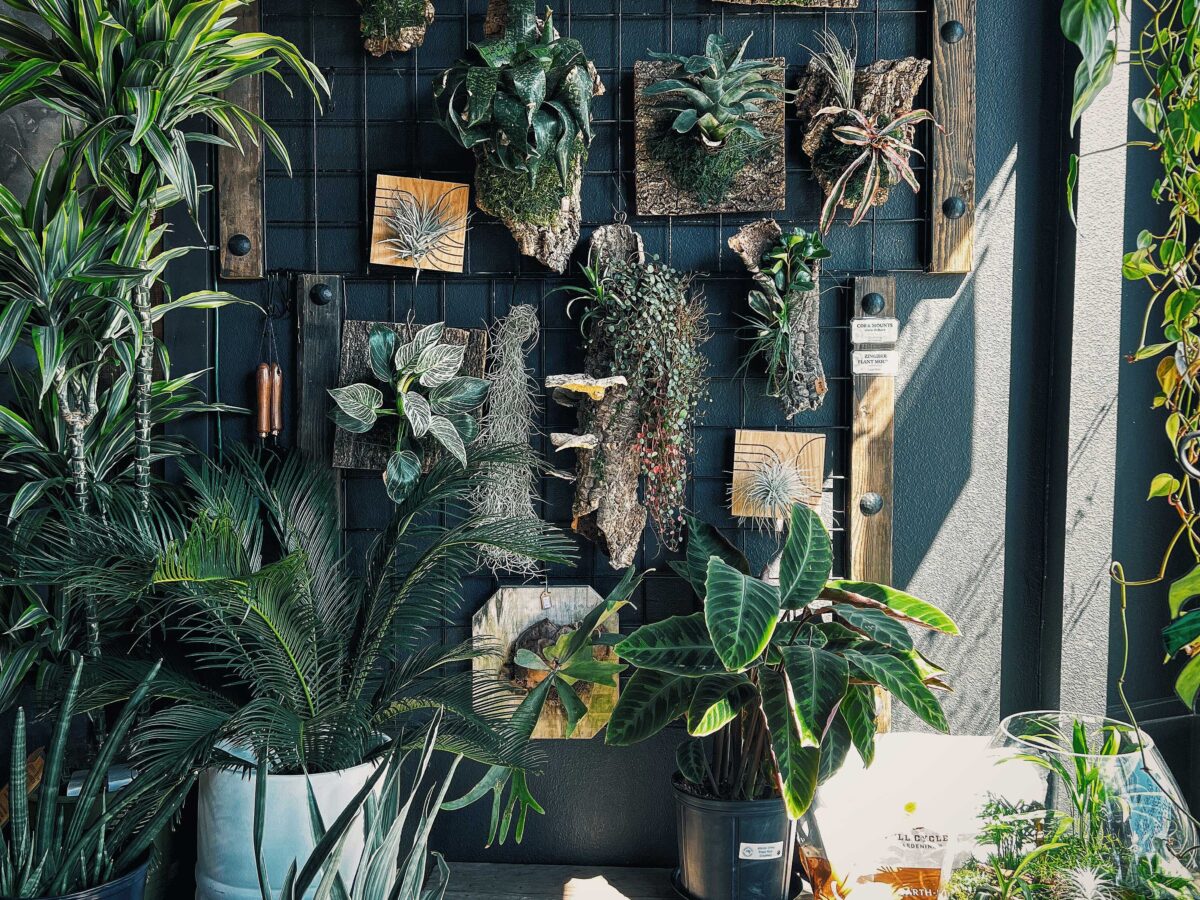 Somewhere Thats Green Wall of Succulents