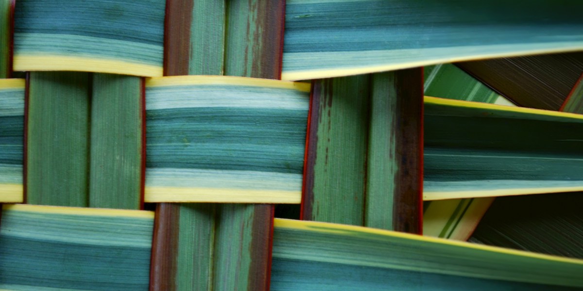 Variegation on a Theme: These Patterned Houseplants Are Hotter Than Ever