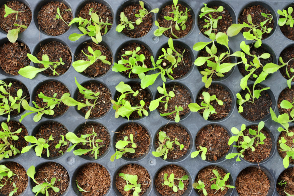 Vegetable Seedlings