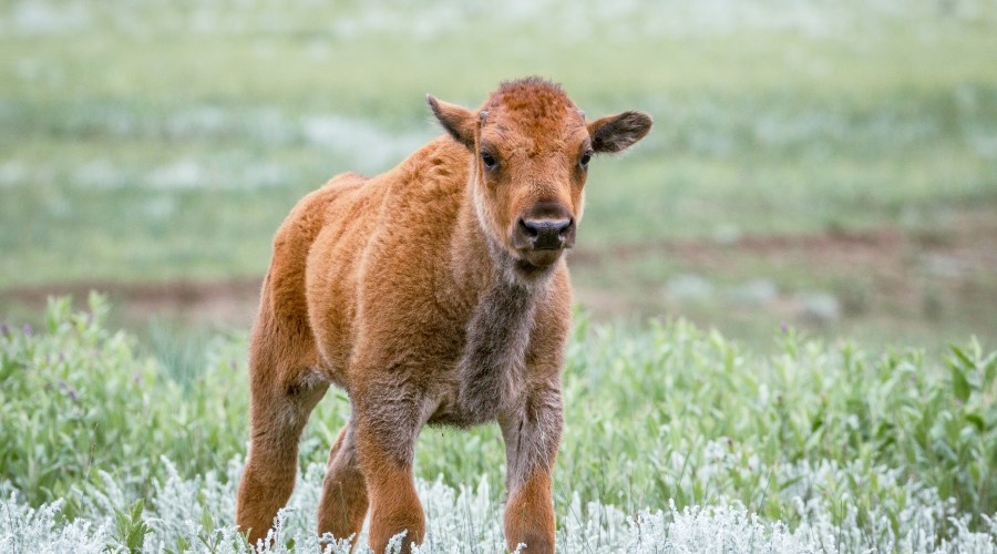 safari-experience-in-the-west