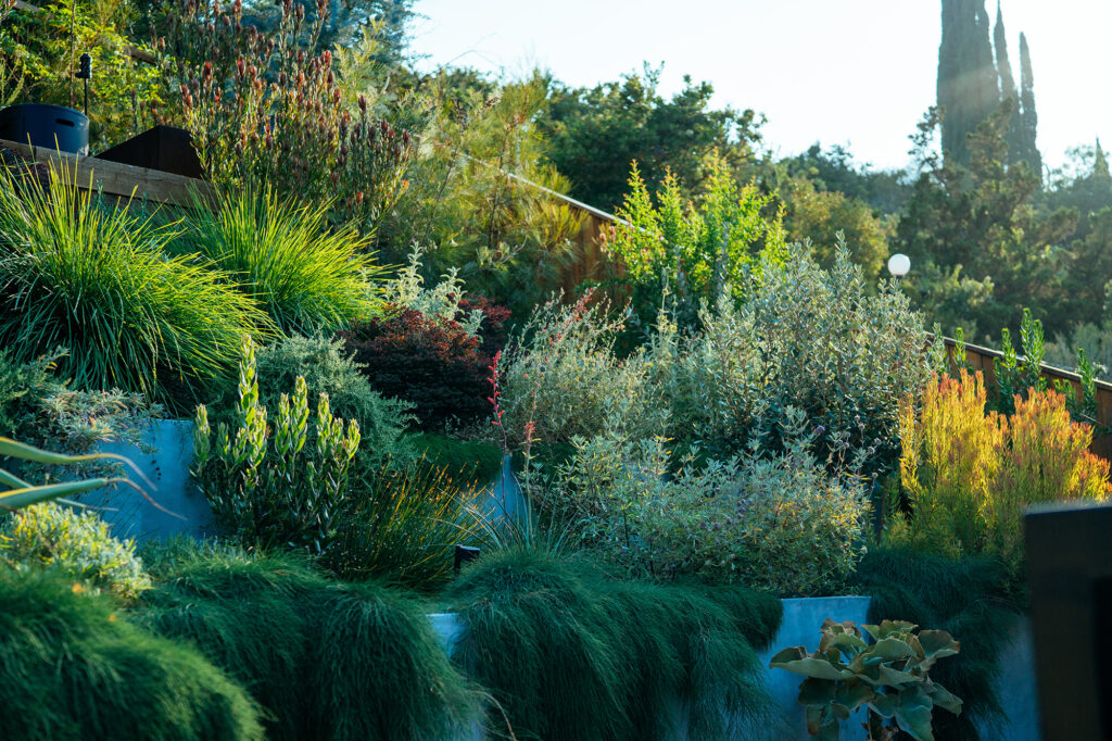 Viola Gardens Primavera