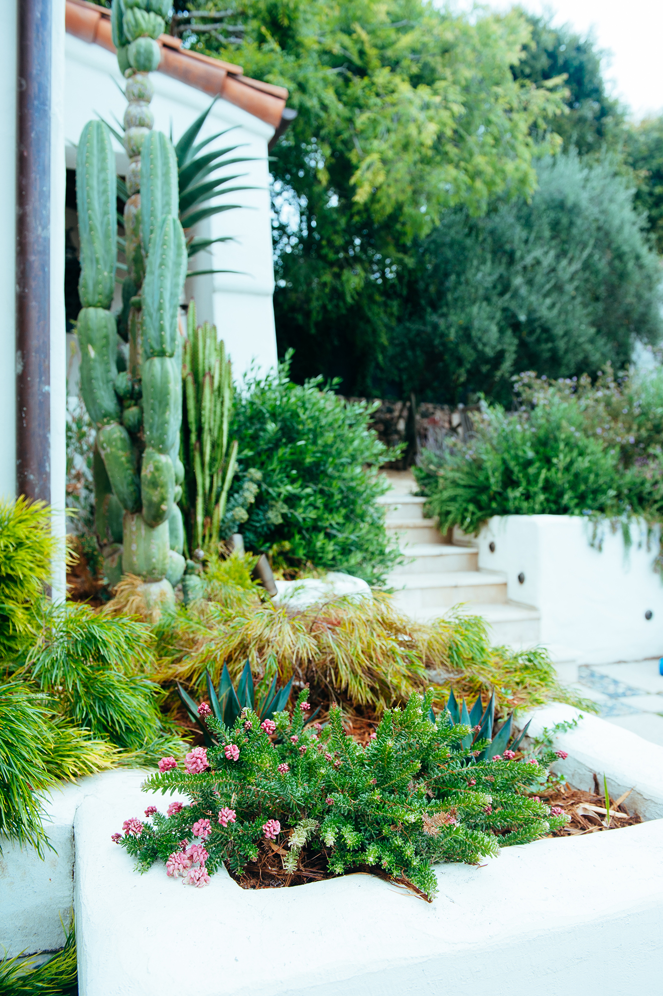 Viola Gardens Woodland