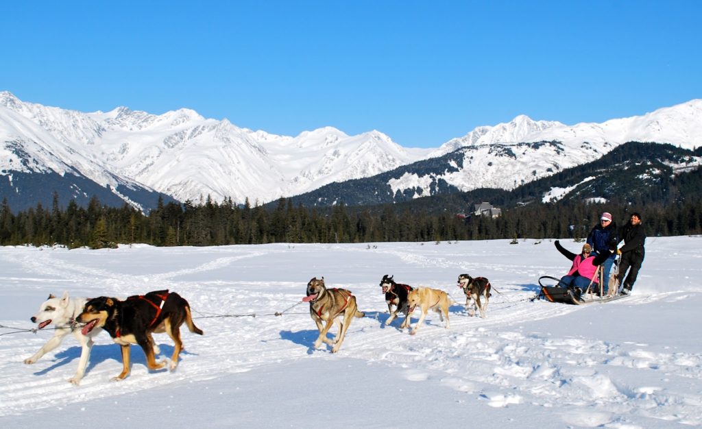 Girdwood Dogsledding