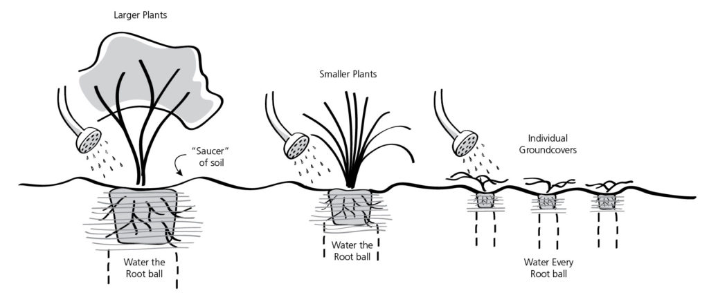 Heat Dome: Watering Outdoor Plants Graphic During Excessive Heat