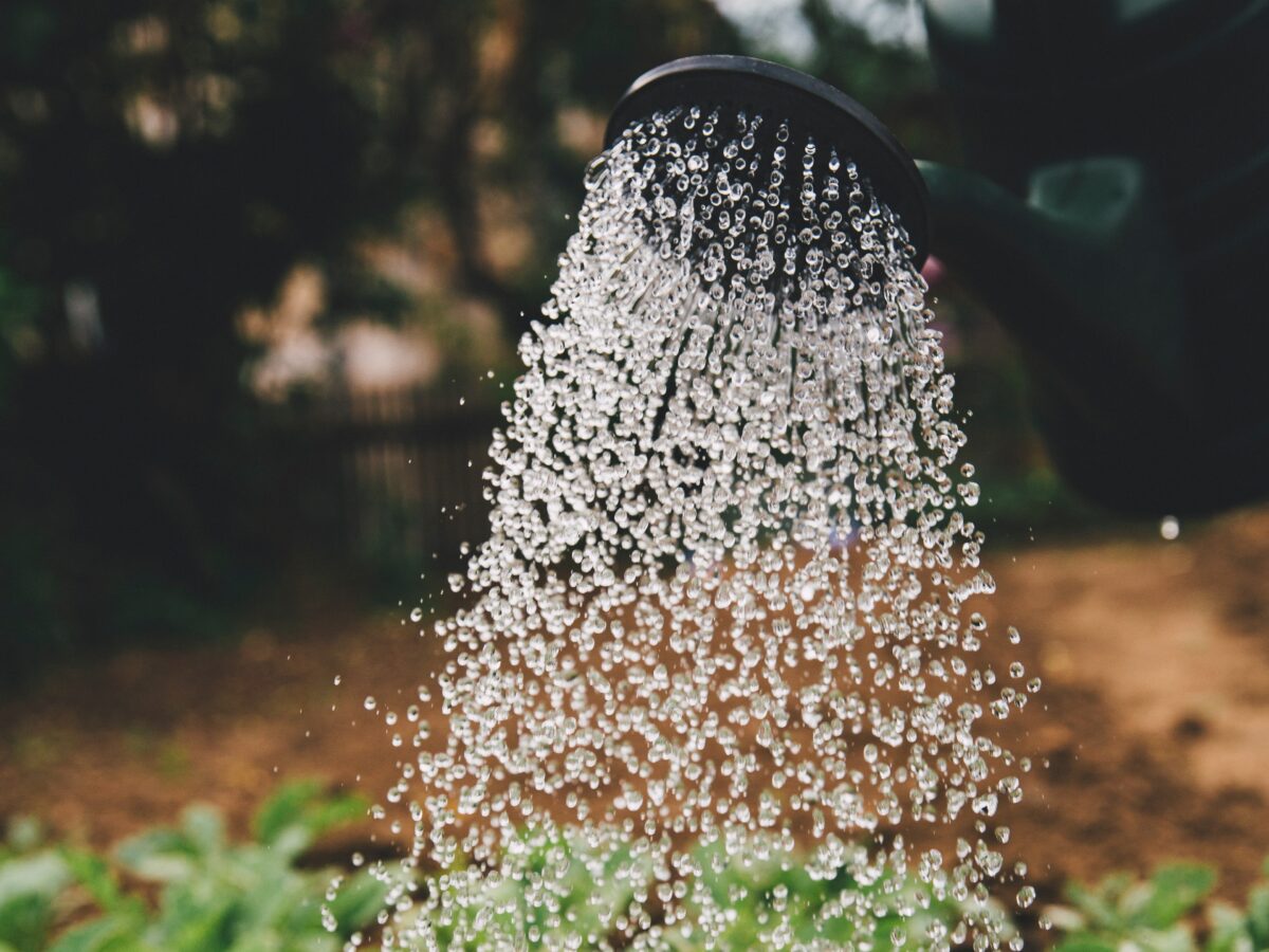Watering Plants